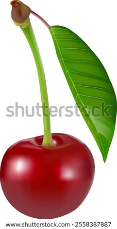 Cherry isolated. Sweet ripe cherry isolated on white background. Sweet cherries pile. Berries and fruits. Healthy eating.