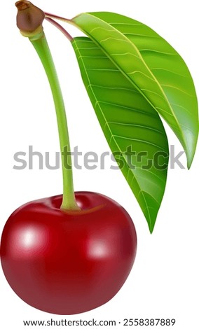 Cherry isolated. Sweet ripe cherry isolated on white background. Sweet cherries pile. Berries and fruits. Healthy eating.