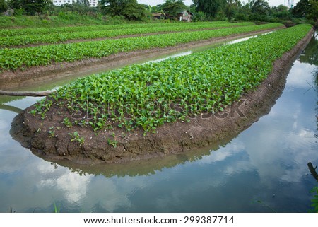 vegetable plot and the area that to prepare for planting vegetable crops