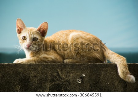this is the cat on the wall / yellow cat / cute cat / wild cat