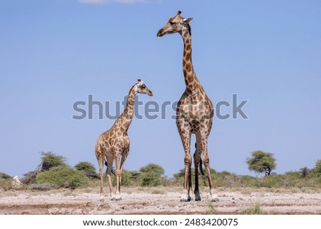 Similar – Foto Bild Zwei Giraffen im Etoscha-Nationalpark, Namibia