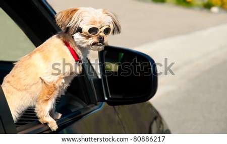 A Yorkshire Terrier (Shitzu Yorkie breed) puppy dog looks sternly at a dumb driver.