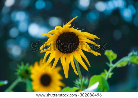 Yellow flowers. Decorative sunflowers.