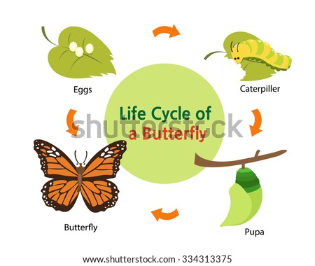 Butterfly Life Cycle Drawing | Free download on ClipArtMag