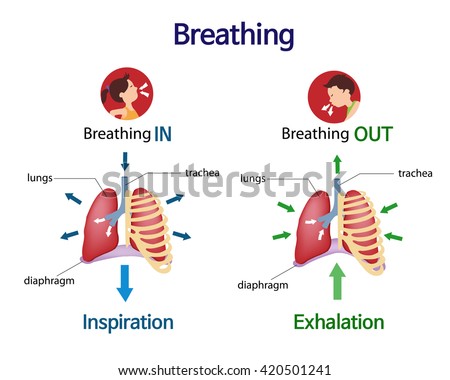 Pictures That Show What Happens To The Lungs When You Breath Inhale And ...