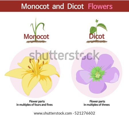 A picture comparing monocot and dicot flowers.
