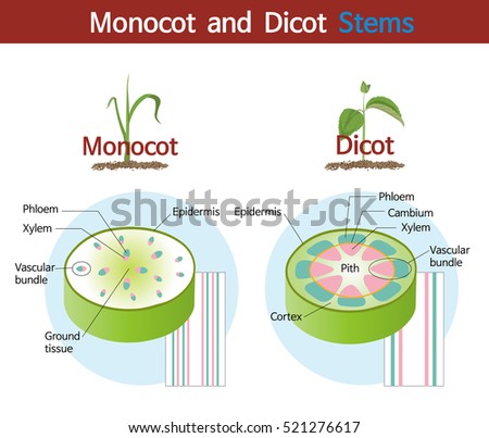 A picture comparing monocot and dicot stems.