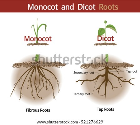 A picture comparing monocot and dicot roots.