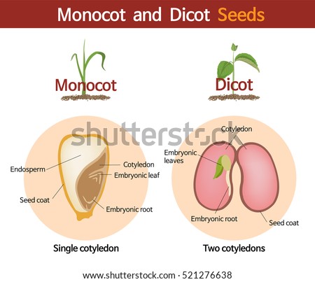 A picture comparing monocot and dicot seeds.
