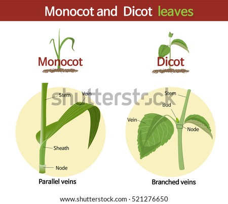A picture comparing monocot and dicot leaves.
