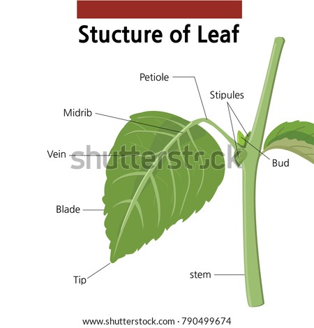 Image, Stock Photo Structure of a leaf 2