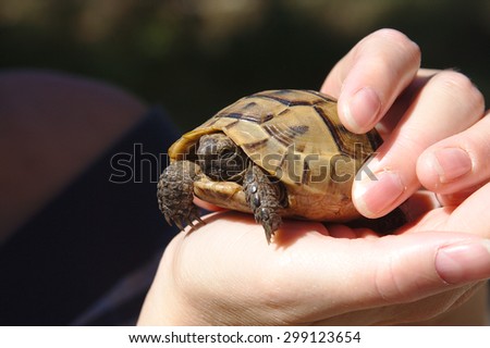 Little turtle in the girl\'s hands