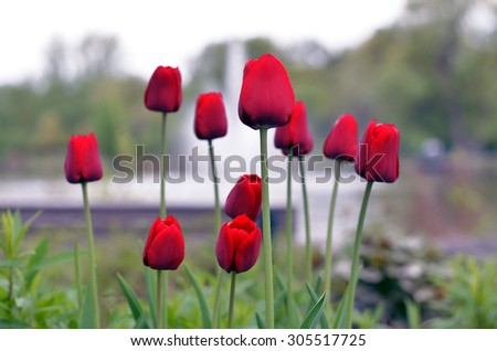 red tulips on a gloomy day