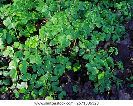 Similar – Image, Stock Photo Verdant trees growing under cloudless sky