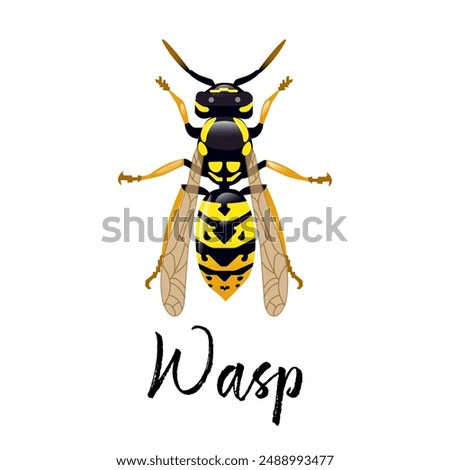 Realistic design of a wasp on a white background. Isolated design. Bright, yellow wasp with highlights. As a separate element or as a logo design. Insect