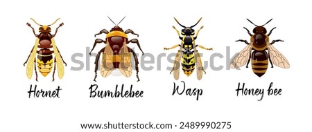 Set of Hymenoptera insects. Hornet, bumblebee, wasp, honey bee. Realistic design of insects on a white background