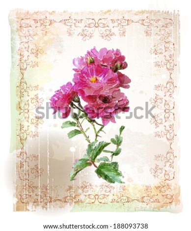 vintage watercolor illustration of the pink roses