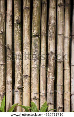 bamboo screen wall background