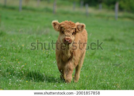 Similar – Image, Stock Photo Scottish highland cattle in the sunshine on a pasture in Oerlinghausen near Bielefeld at the Hermannsweg in the Teutoburg Forest in East Westphalia-Lippe, photographed in classic black and white