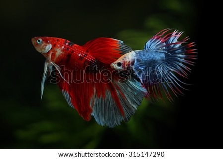 Betta fish is fighting, it is beautiful colour. Pattern small fish is look like Thailand\'s flag.