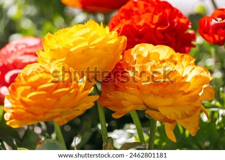 Similar – Image, Stock Photo Ranunculus flowers in a vase