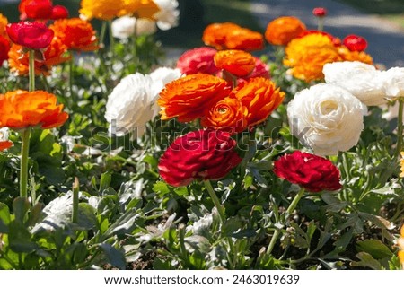 Similar – Image, Stock Photo Ranunculus flowers in a vase