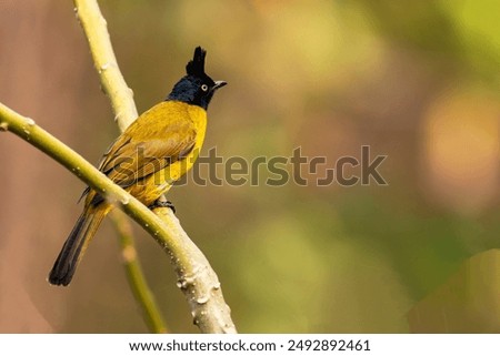 Similar – Image, Stock Photo bülbül Wild animal