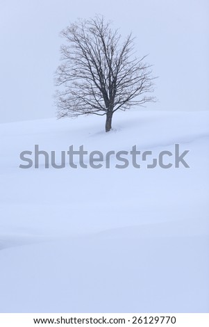 lone tree on a field covered by snow, winter