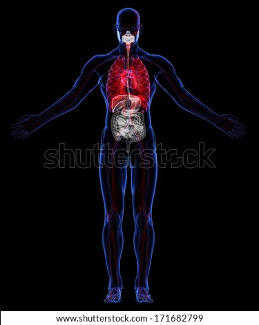 Human Respiratory, Digestive And Circulatory System Stock Photo ...