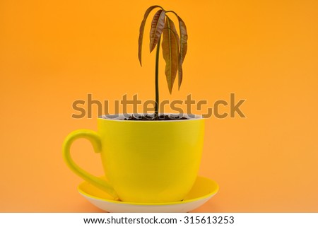 Mango plant in the pot  on yellow background