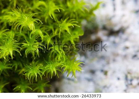 A close-up of green moss growing from a granite rock.