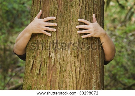 A person hugs the trunk of a large cedar tree