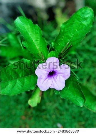 Similar – Image, Stock Photo purple flower with five petals on branch. Some unknown flower in forest in Latvia. grey blurred background.