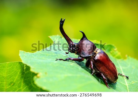 Rhinoceros beetle, Rhino beetle, Hercules beetle, Unicorn beetle for adv or others purpose use