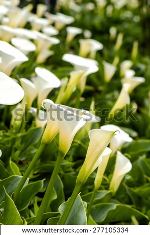 Bouquet of multicolored calla lilies. Floral pattern. Close-up. Abstract background