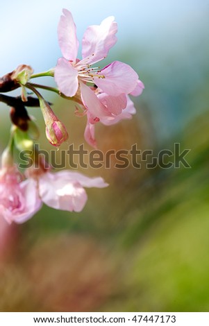 Cherry blossom isolate with sky blue and green color