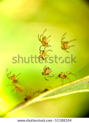 Close up new born 1mm spider with nice yellow background color