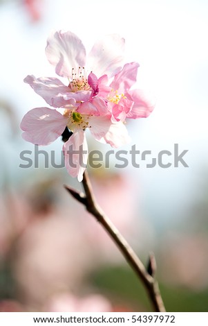 Cherry blossom isolate with sky blue color