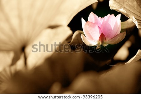 Beautiful Lotus for background use