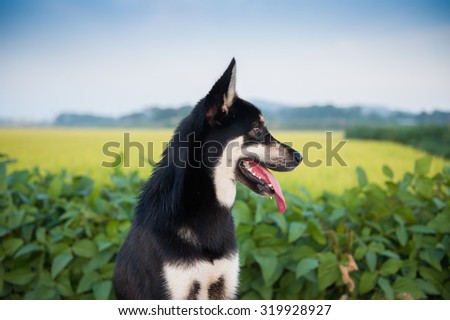 Happy Black Dog Looking out at farm fields