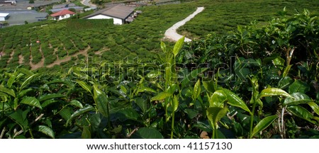 tea farm in cameron highland, malaysia 019