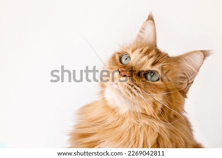 Similar – Image, Stock Photo Maine Coon cat, looking up at the sky out in nature