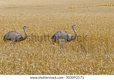 Two american greater rheas (Nandu) walking through the grainfield  in Mecklenburg-West Pomerania, Germany. The ratites have erupted 15 years ago from an enclosure, now grown into a stable population