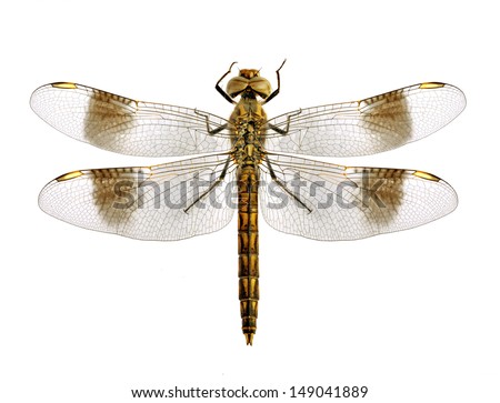 Dragonfly Brachythemis impartita (male) on a white background Imagine de stoc © 