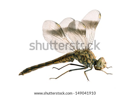 Dragonfly Brachythemis impartita (male) on a white background Imagine de stoc © 