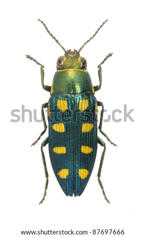 Beetle Metallic wood borer Buprestis octopunctata (male) on a white background