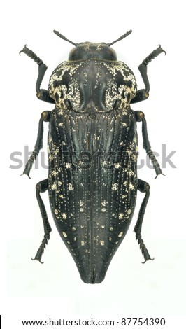 Beetle Metallic wood borer Capnodis excisa excisa on a white background