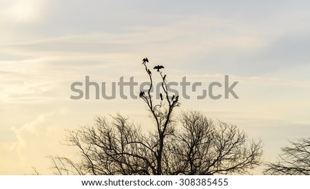 birds sitting on mangrove trees