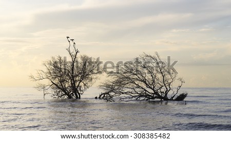 birds sitting on mangrove trees