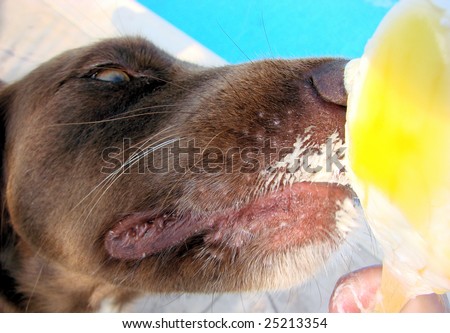 Dog licking a yellow ice cream by the pool